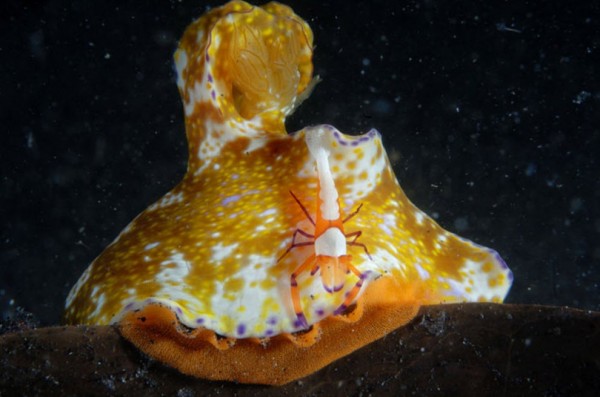 Красочные голожаберные моллюски (14 фото)
