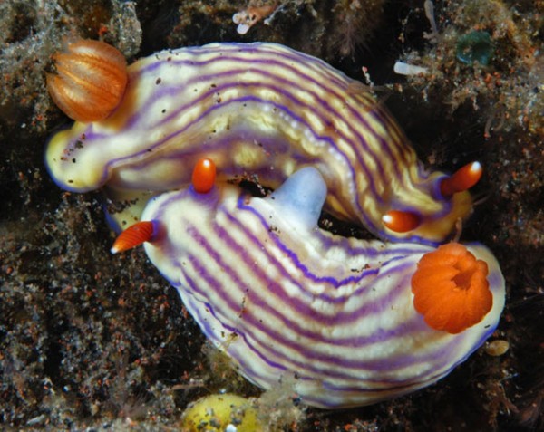 Красочные голожаберные моллюски (14 фото)