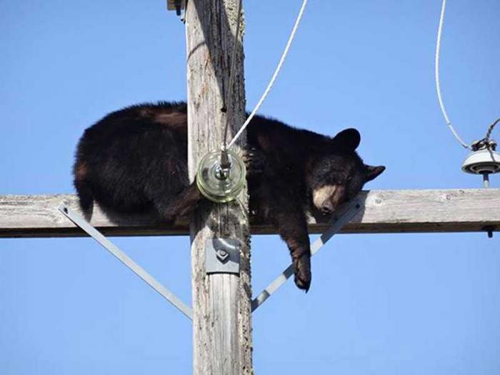 Уставший медведь вырубился прямо на опоре ЛЭП (5 фото)