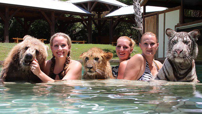  Лев, тигр и медведь гризли плавают вместе (17 фото) 