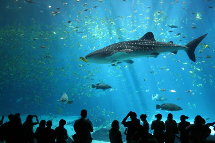 Самая большая рыба в мире. Китовая акула ... (15 фото)