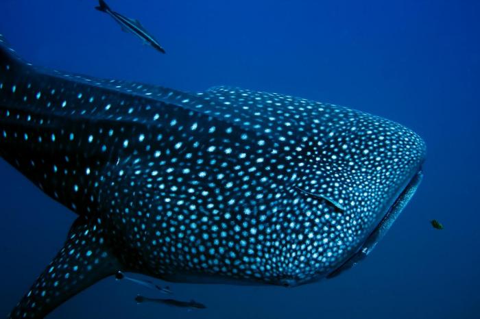 Самая большая рыба в мире. Китовая акула ... (15 фото)