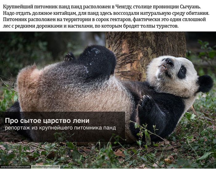 Ленивые Панды из питомника (2 фото)