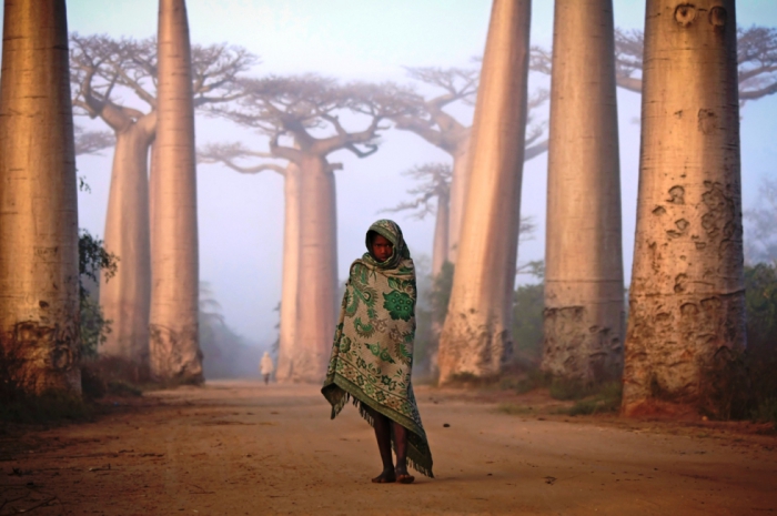 Баобабовая роща на Мадагаскаре (8 фото)