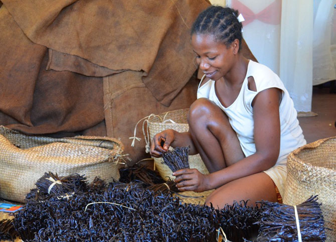 Как выращивают ваниль на Мадагаскаре (39 фото)