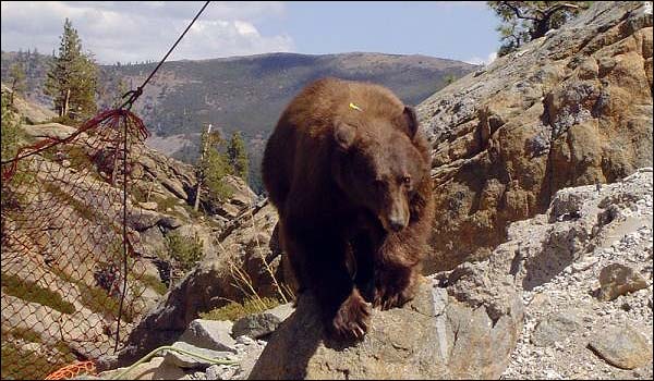  Медведь от испуга спрыгнул с моста (6 фото)	