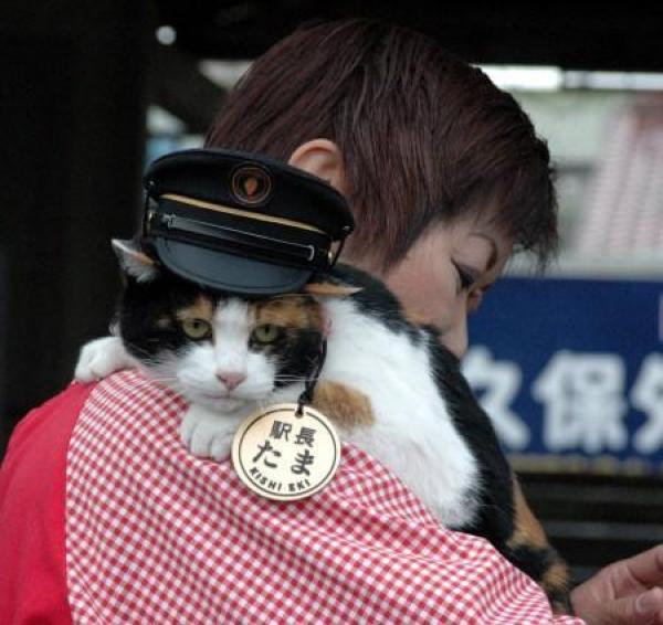 Забавные японские поезда (13 фото)