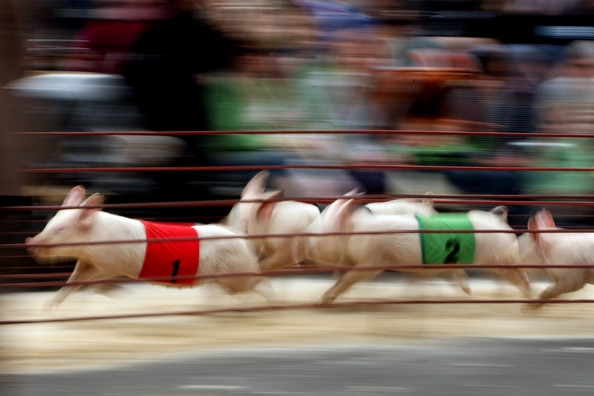  Свиные гонки в Мельбурне (17 фото)	