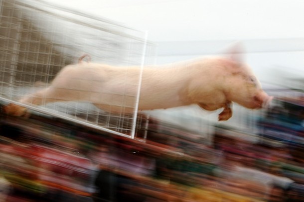 Свиные гонки в Мельбурне (17 фото)	