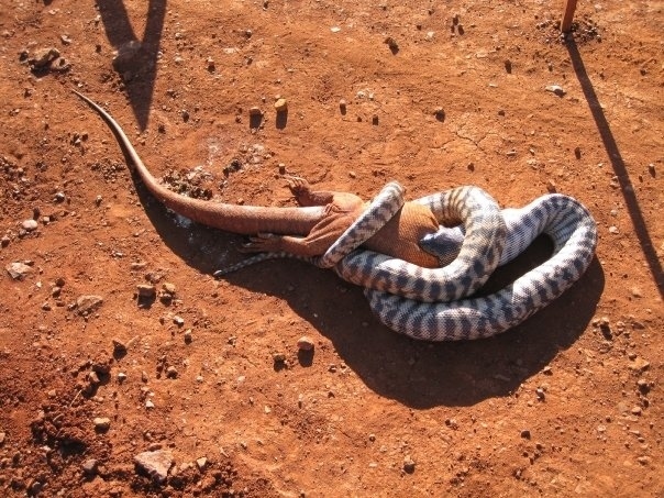 Шокирующие фотографии животного мира Австралии (14 фото)