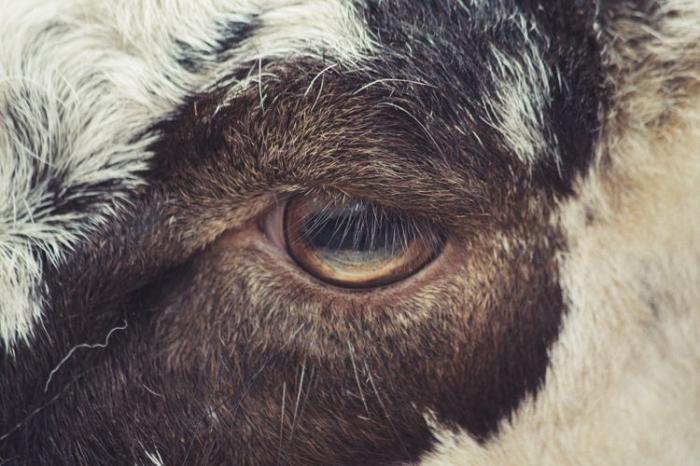 Глаза животных (17 фото)
