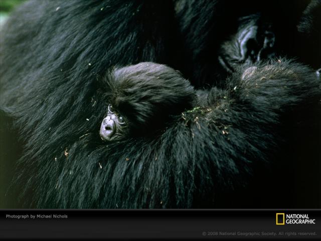 National Geographic  (103 ) 