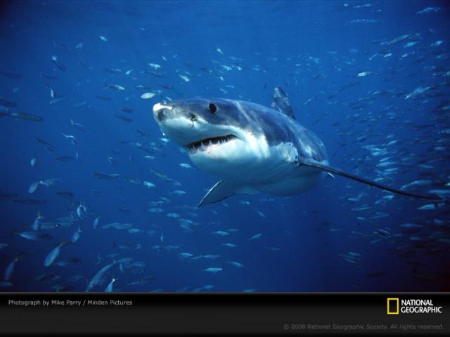 National Geographic  (103 ) 