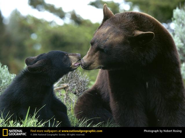 National Geographic  (103 ) 