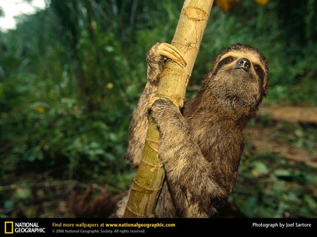 National Geographic  (103 ) 