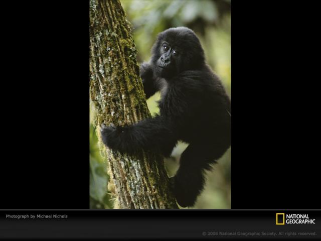 National Geographic  (103 ) 