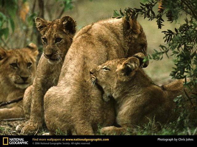 National Geographic  (103 ) 