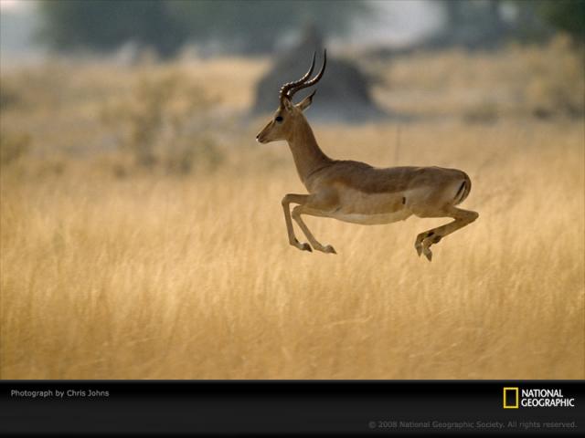 National Geographic  (103 ) 