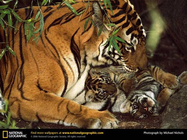 National Geographic  (103 ) 