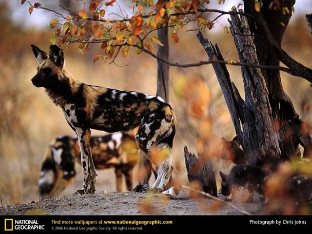 National Geographic  (103 ) 