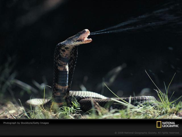 National Geographic  (103 ) 