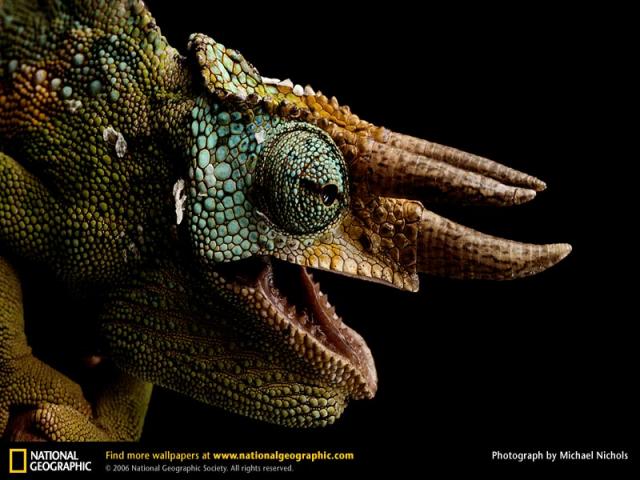 National Geographic  (103 ) 