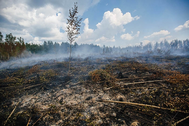 Как тушат пожары в Тверской области (15 фото)
