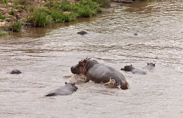  Как бегемот спасал антилопу от крокодила (17 фото)	