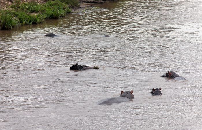  Как бегемот спасал антилопу от крокодила (17 фото)	