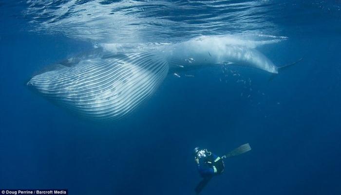  Обедающий кит едва не проглотил фотографа (8 фото)	