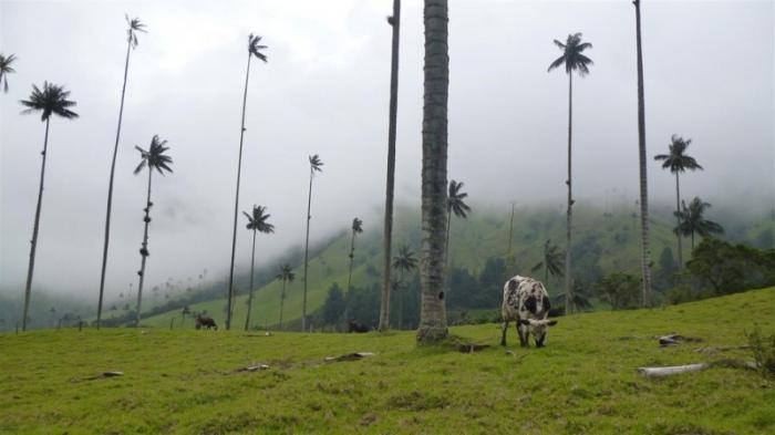 Долина самых высоких пальм на планете (11 фото)