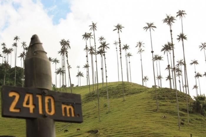 Долина самых высоких пальм на планете (11 фото)