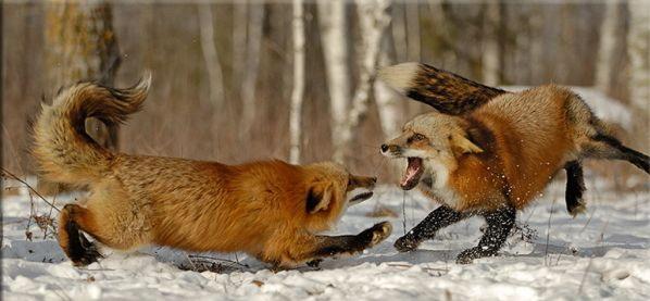Животные конфликты (40 фото)