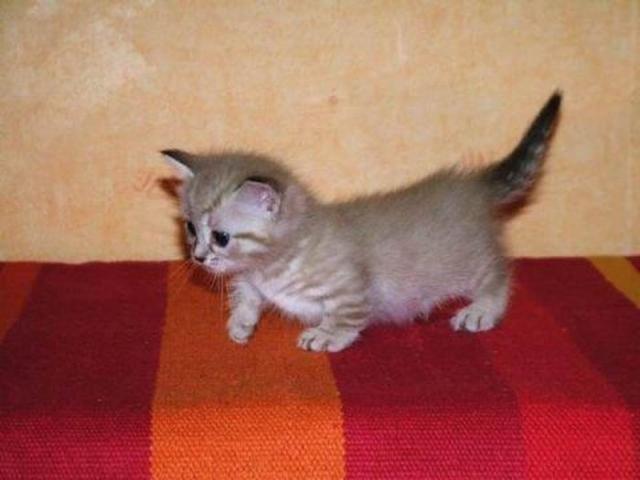Манчкины - коты-таксы (14 фото)