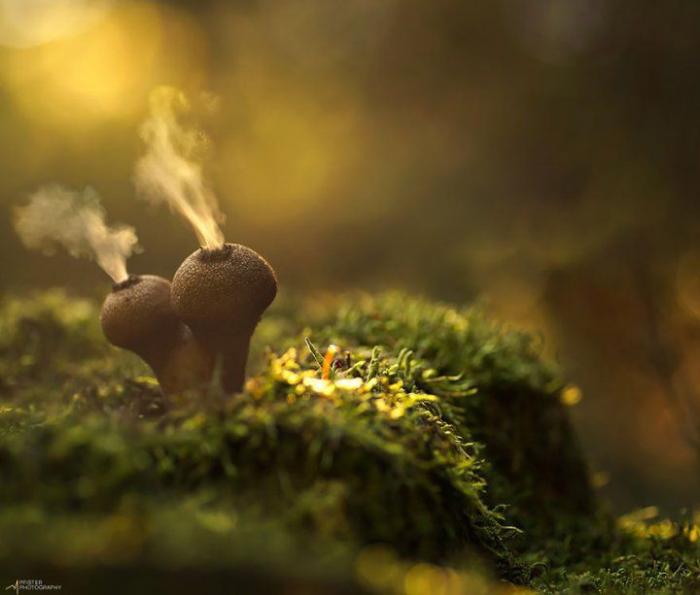  Мистический мир грибов в фотографиях (25 фото) 