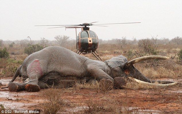Спасение слона, раненного ядовитой стрелой (7 фото)