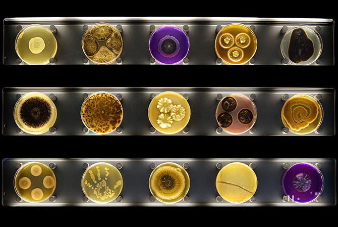 Экскурсия по первому в мире интерактивному зоопарку микробов (13 фото)