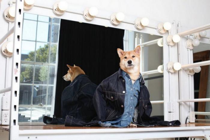 Собака стала высокооплачиваемой моделью мужской одежды (14 фото)