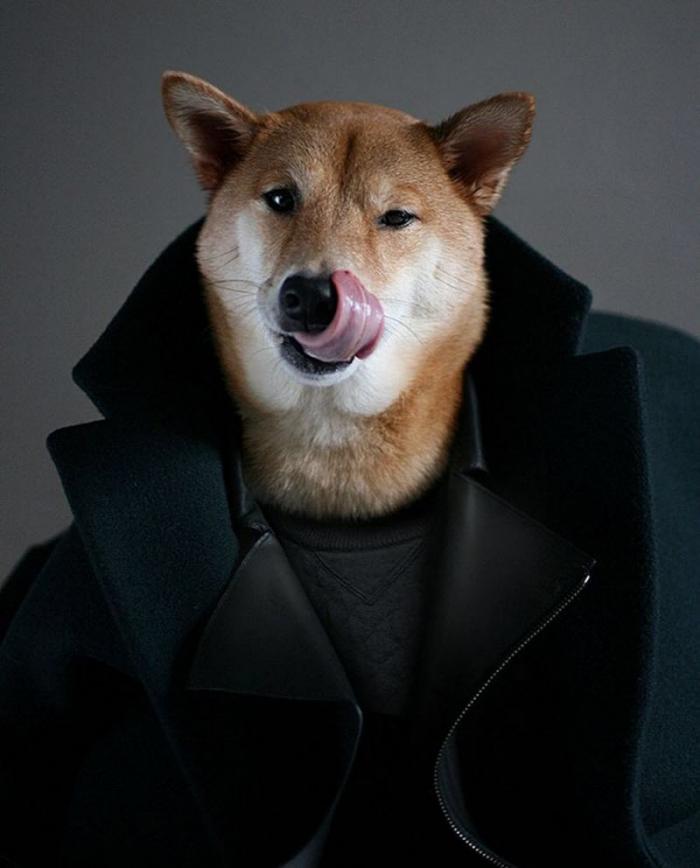 Собака стала высокооплачиваемой моделью мужской одежды (14 фото)