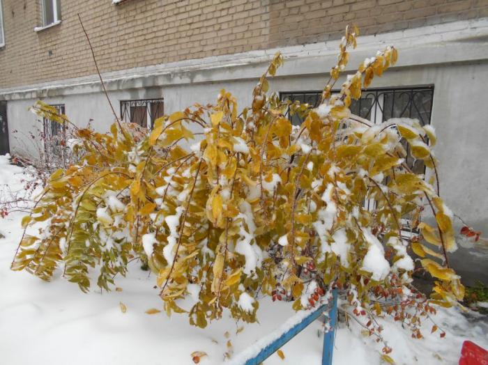  Ледяной дождь в Челябинске (13 фото) 