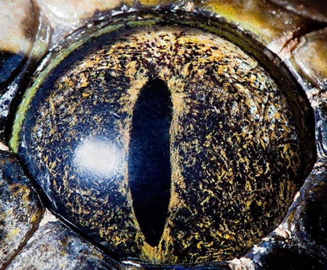 Глаза животных крупным планом (13 фото)