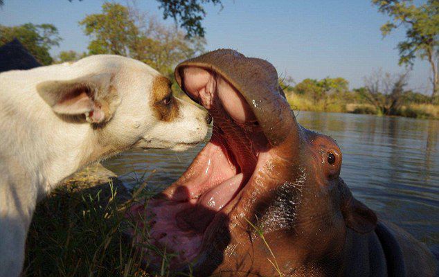  Дружба между гиппопотамом и собаками (14 фото) 