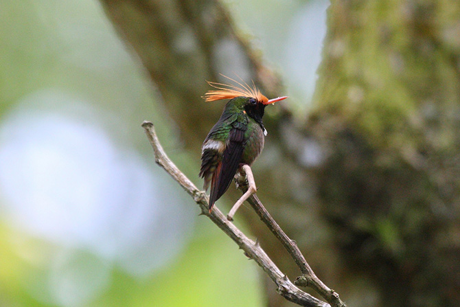 Самые красивые виды колибри (15 фото)