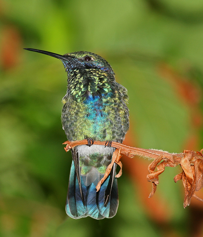 Самые красивые виды колибри (15 фото)