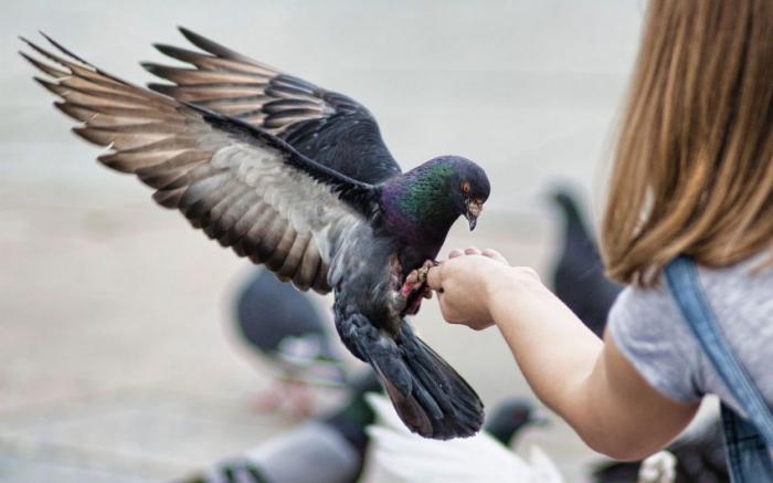  Почему жители городов никогда не видят птенцов голубей (4 фото) 