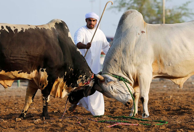 Как проходит коррида в Объединенных Арабских Эмиратах (20 фото)