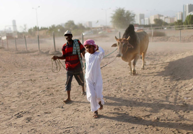 Как проходит коррида в Объединенных Арабских Эмиратах (20 фото)