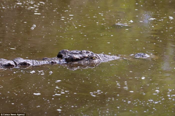 Побег из пасти крокодила (7 фото)