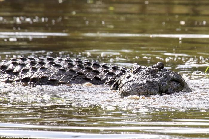 Побег из пасти крокодила (7 фото)