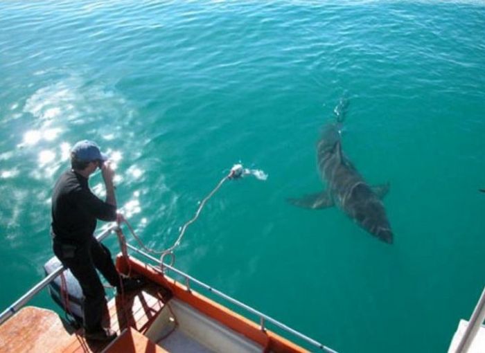 Акула с благими намерениями преследует рыбака из Австралии (4 фото)